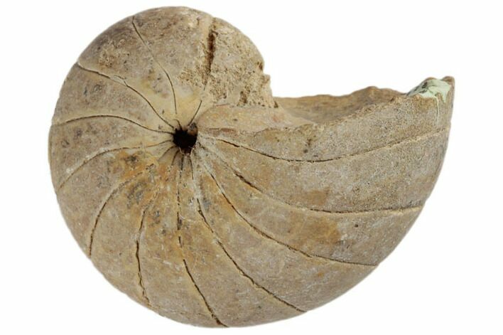 Cretaceous Fossil Nautilus - India #189516